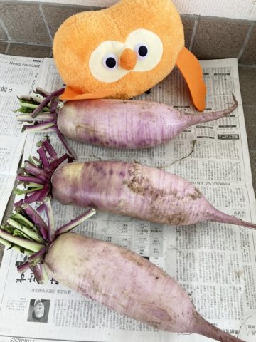 大先輩からの紫大根とお歳暮いっぱい