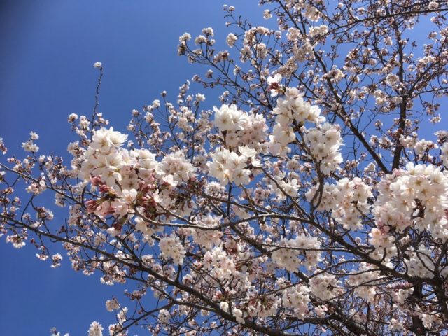 高崎市も桜が見ごろに♪
