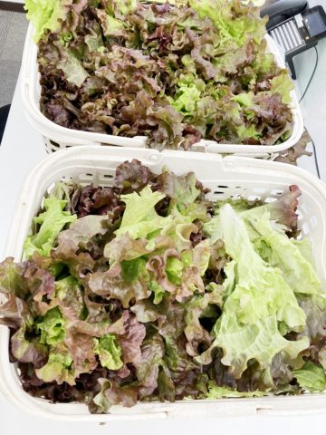 新鮮なお野菜をいただきました♪ 4月