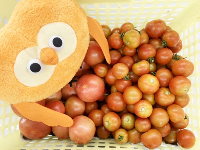新鮮なお野菜をいただきました♪