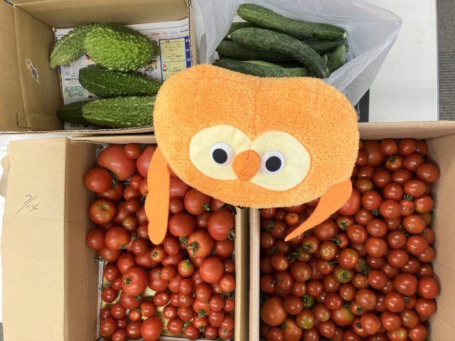 新鮮なお野菜をいただきました
