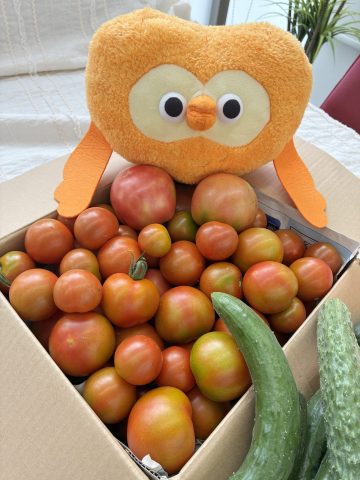 朝採れ野菜を頂きました🍅